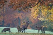 Nos bons plans pour écouter le brame du cerf en Ardenne