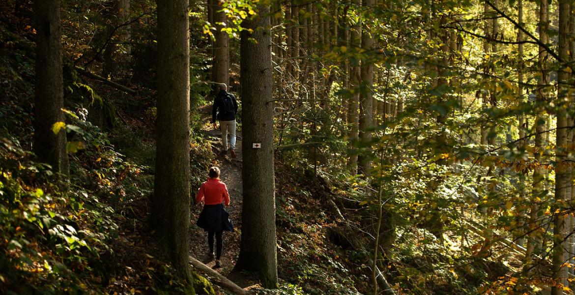 ©MartinDellicour - randonnée bois nisramont