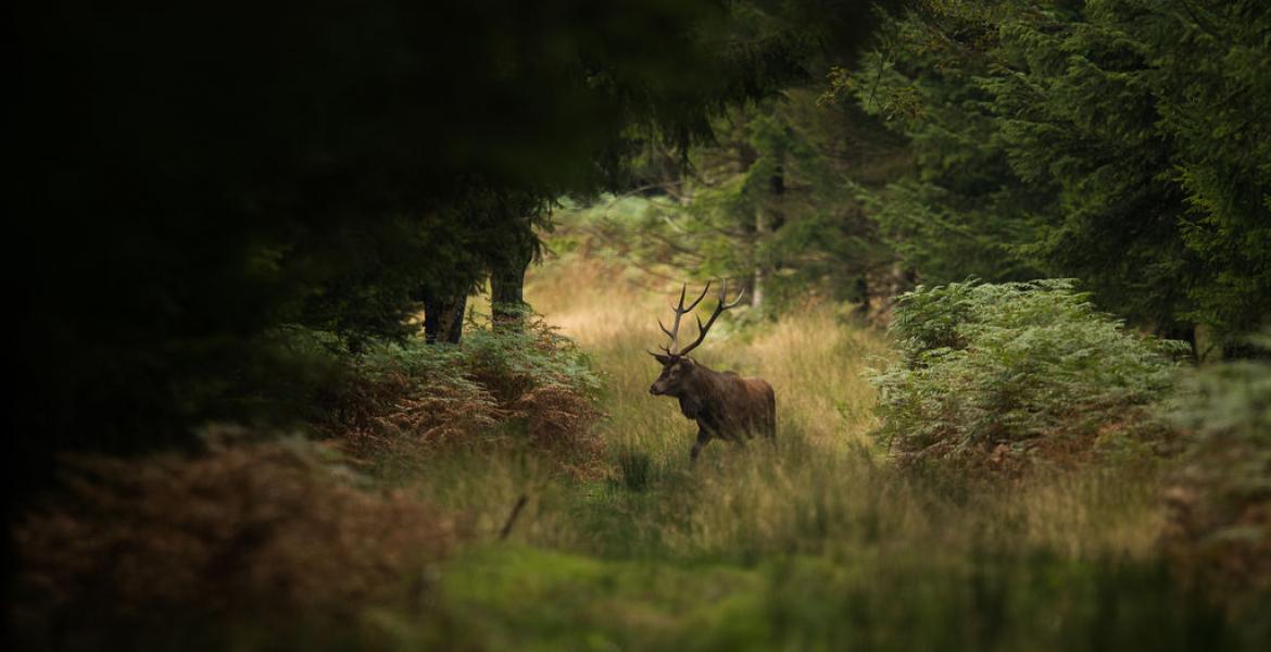 St Hubert Deer