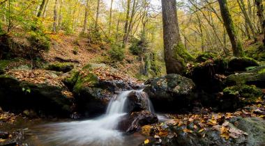 Le bain de forêt, un anti-stress naturel et gratuit