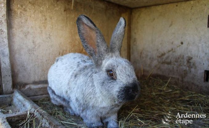 Holiday cottage in Baclain (Gouvy) for 6/7 persons in the Ardennes