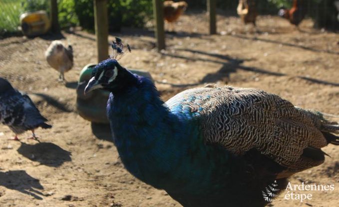 Holiday cottage in Baclain (Gouvy) for 6/7 persons in the Ardennes