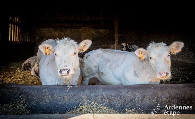 Charming holiday home in Bastogne: comfortable stay for 8 people with private garden and charging station