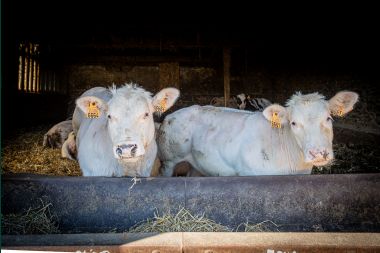 Holiday home in Bastogne: spacious accommodation for 14 people with 6 bedrooms and playroom