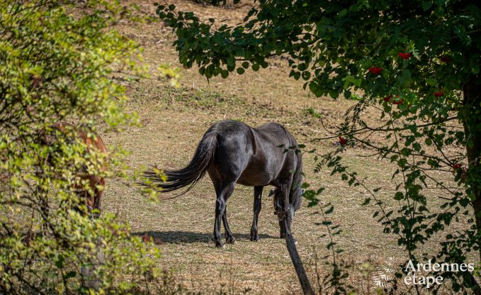 Holiday cottage in Burg-Reuland for 5/6 persons in the Ardennes