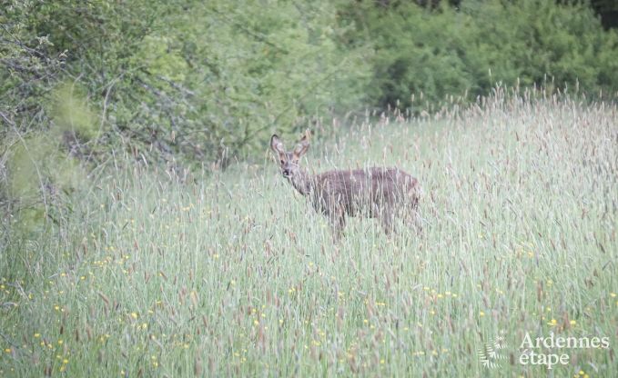 Holiday cottage in Couvin for 6 persons in the Ardennes