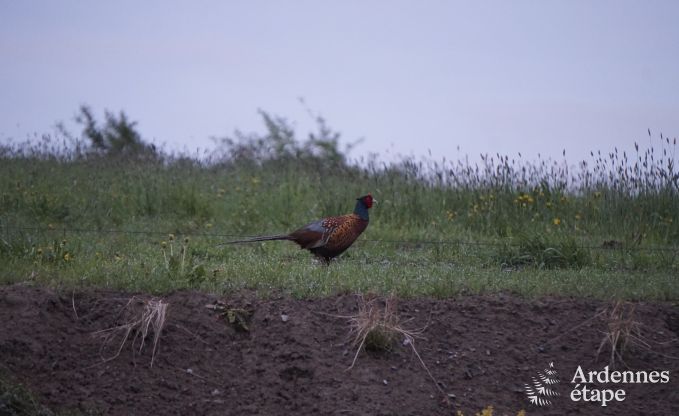 Holiday cottage in Couvin for 6 persons in the Ardennes