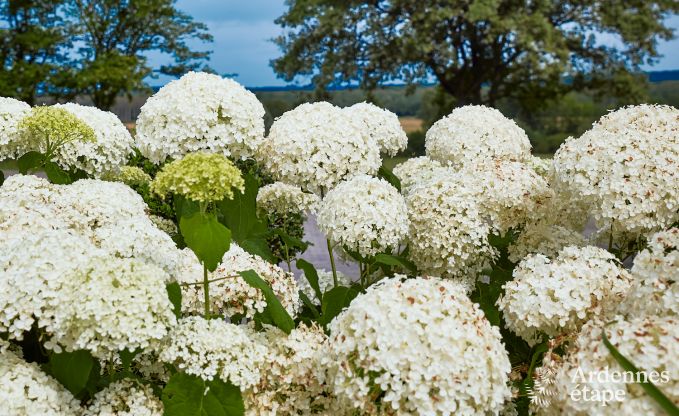 Holiday cottage in Doische for 8 persons in the Ardennes
