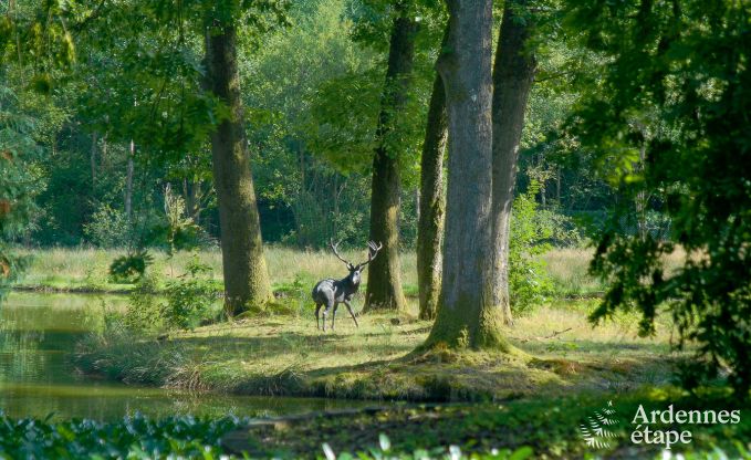 Luxury villa in Gedinne for 18 persons in the Ardennes