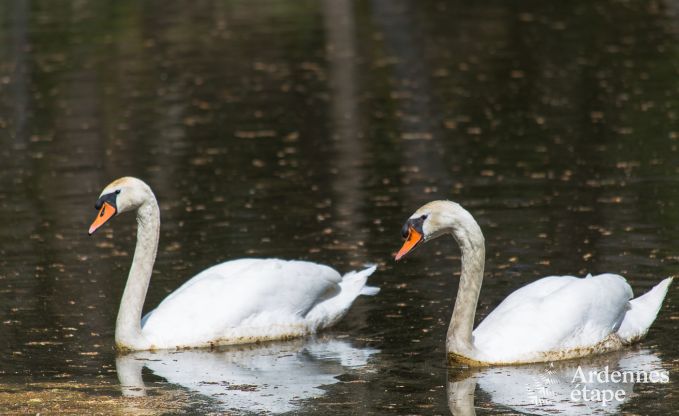Holiday cottage in Gedinne for 16/18 persons in the Ardennes