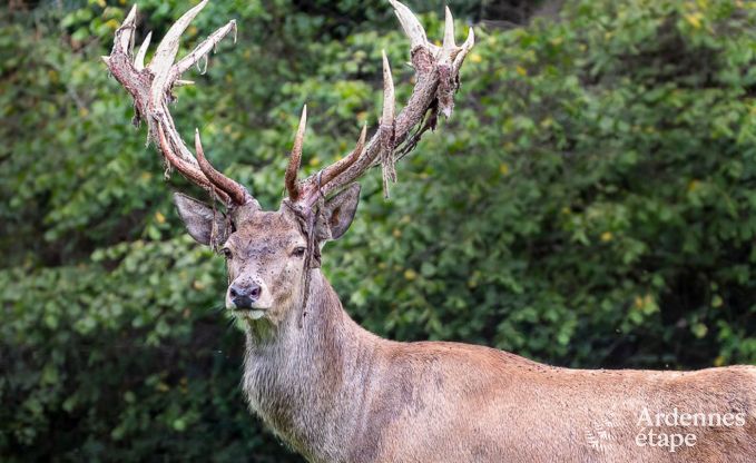 Holiday cottage in Gesves for 8/9 persons in the Ardennes