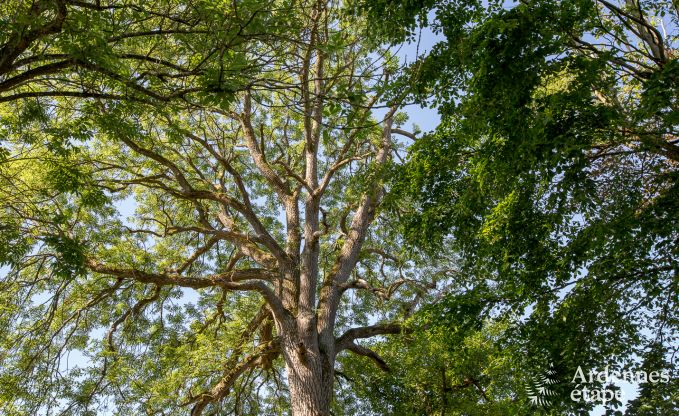 Comfortable and spacious holiday home in Gouvy, Ardennes.