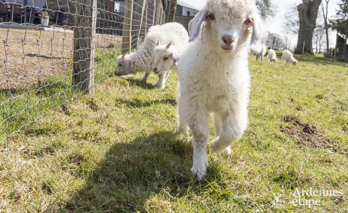 Holiday cottage in Gouvy for 9 persons in the Ardennes