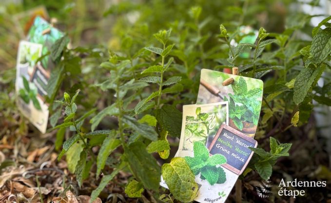 Cozy holiday home in Han-sur-Lesse for 8 people with sauna and garden near the Caves of Han