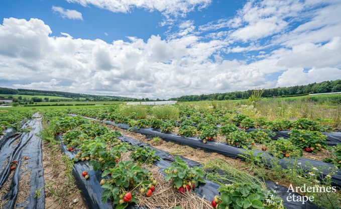 Cozy holiday home with garden in Havelange, Ardennes
