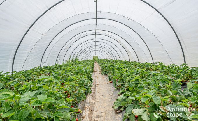 Cozy holiday home with garden in Havelange, Ardennes