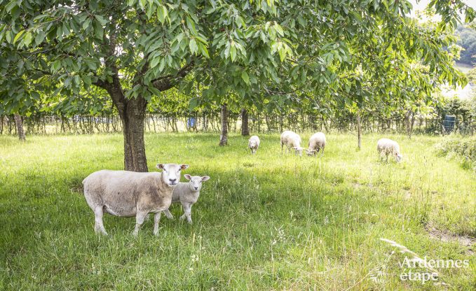 Holiday cottage in Hombourg for 16 persons in the Ardennes