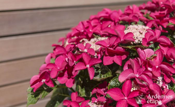 Holiday cottage in Jalhay for 6 persons in the Ardennes