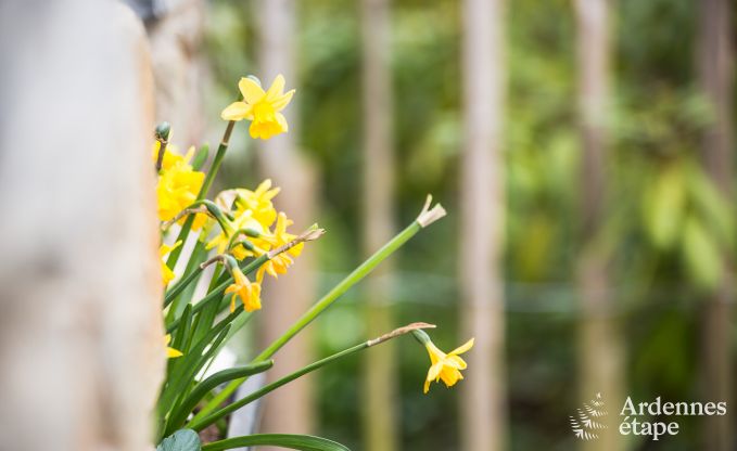 Holiday cottage in La Roche-En-Ardenne for 2 persons in the Ardennes