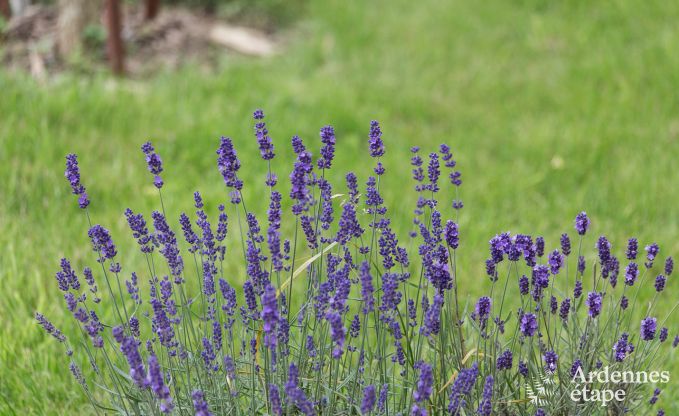 Holiday cottage in Libramont-Chevigny for 9 persons in the Ardennes