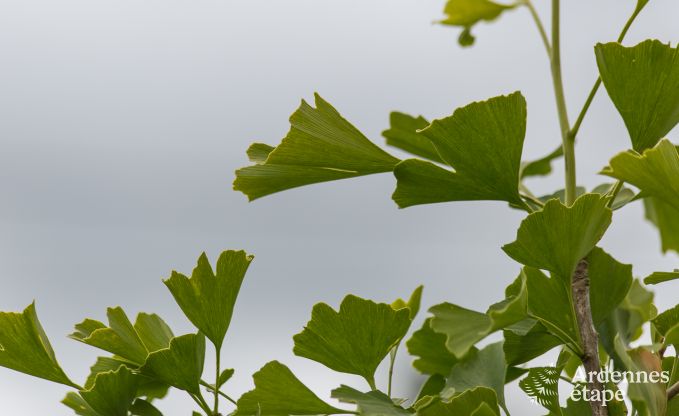 Holiday cottage in Libramont-Chevigny for 9 persons in the Ardennes