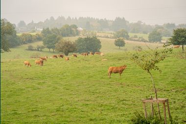 Charming tiny house for 4 people in Léglise with kitchenette, wood stove and private garden