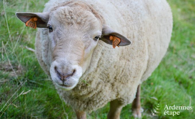 Chalet in Malmedy for 20 persons in the Ardennes