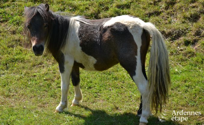 Chalet in Malmedy for 20 persons in the Ardennes