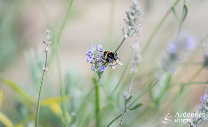 Family-friendly and modernly furnished holiday home Oster for 4 persons with private terrace and garden