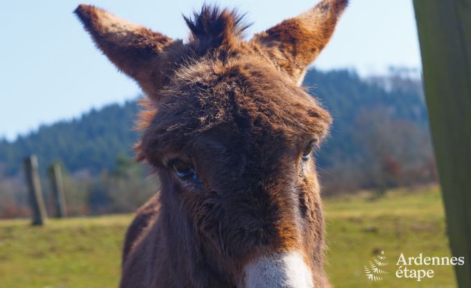 Luxury villa in Marche-en-Famenne for 22 persons in the Ardennes