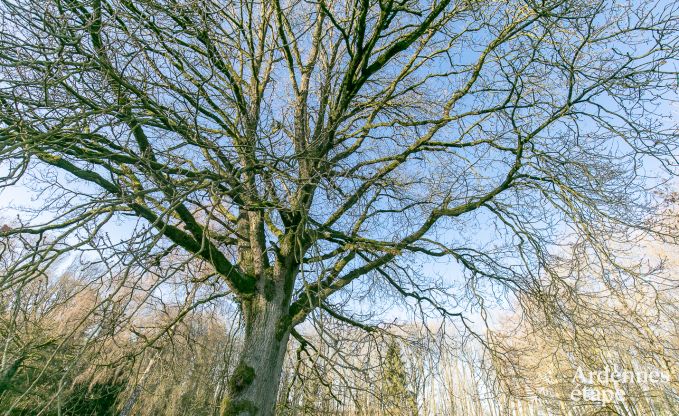 Luxury villa in Ouffet for 16 persons in the Ardennes