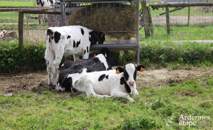 Holiday cottage in Plombi�res for 12 persons in the Ardennes