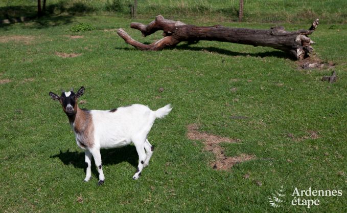 Holiday on a farm in Plombi�res for 4 persons in the Ardennes