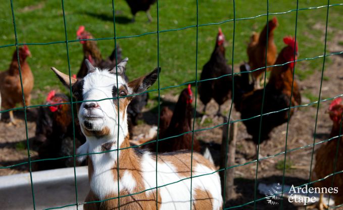 Holiday on a farm in Plombi�res for 4 persons in the Ardennes