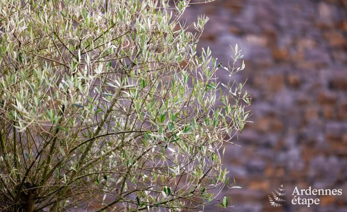 Holiday home with swimming pool in Rendeux, Ardennes