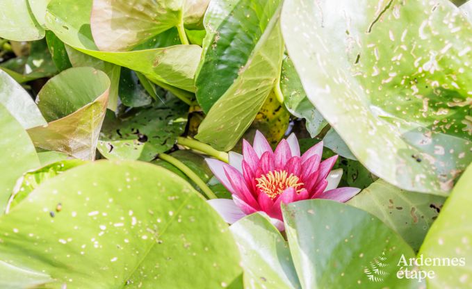 Luxury villa in Rochefort for 20 persons in the Ardennes