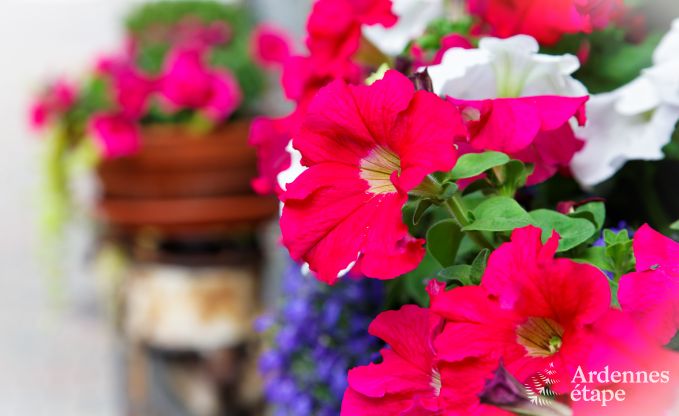 Holiday cottage in Sainte-Ode for 4 persons in the Ardennes