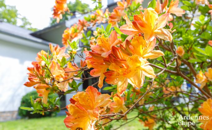 Holiday cottage in Spa for 15 persons in the Ardennes