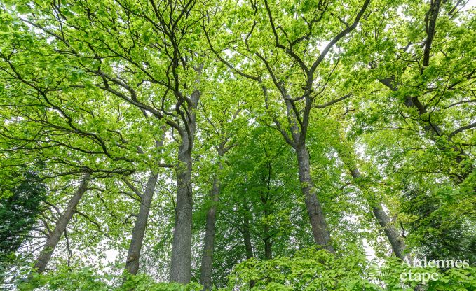 Holiday cottage in Spa for 15 persons in the Ardennes