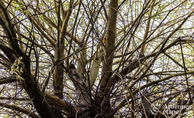 Holiday cottage in Sprimont for 2/4 persons in the Ardennes