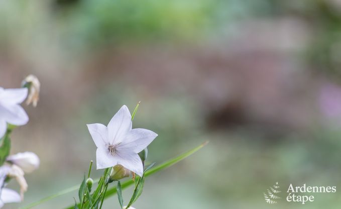 Holiday cottage in Sprimont for 2/4 persons in the Ardennes