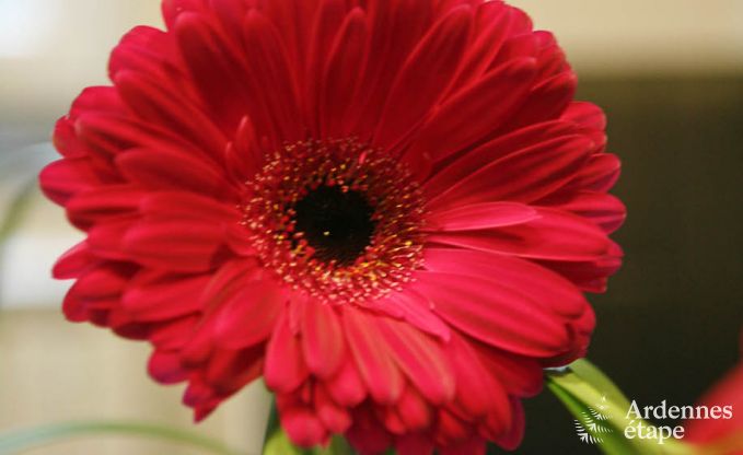 Holiday cottage in Stavelot for 9 persons in the Ardennes