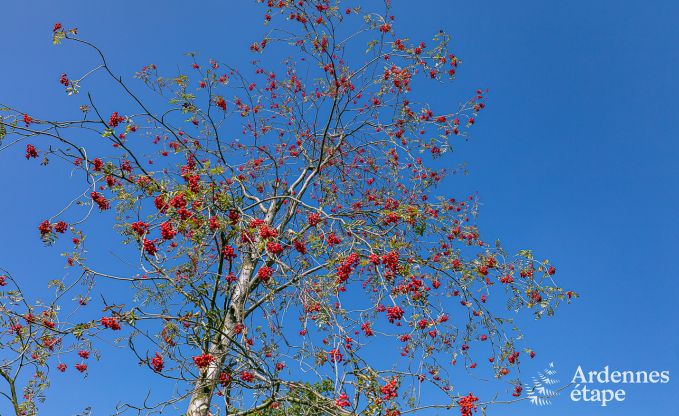 Rental house for 6 people in Stoumont, Ardennes, 3 bedrooms, private garden, terrace with barbecue, optimal comfort