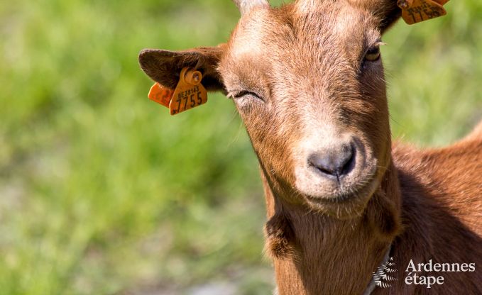 Luxury villa in Vaux-sur-Sre for 6/9 persons in the Ardennes