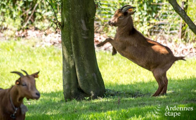 Luxury villa in Vaux-sur-Sre for 6/9 persons in the Ardennes
