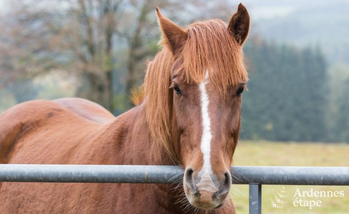 Chalet in Vielsalm for 7 persons in the Ardennes