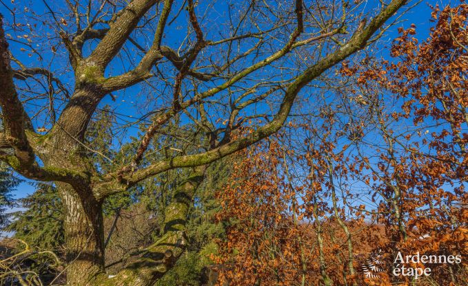 Holiday cottage in Waimes for 12/14 persons in the Ardennes