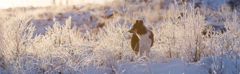 The dog is coming as well